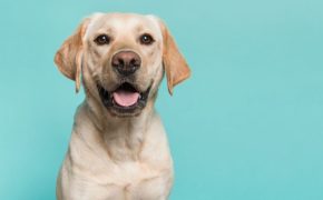 Seguro de mascotas y seguro de hogar | 2 Pólizas Ideales